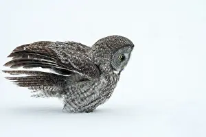 Owls Prints: A great grey owl sits in th esnow during winter in Quebec, Canada