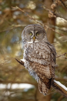 Owls Prints: A Great Grey Owl sits in a tree during winter in Ontario, Canada