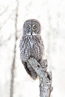 Owls Prints: A great grey owl sitting in a tree in the winter in Quebec, Canada