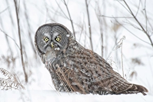 Owls Prints: A great grey owl sitting in the winter snow in Quebec, Canada eating a vole