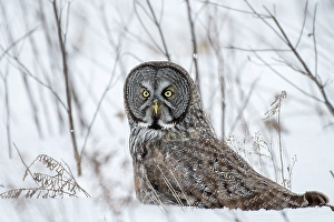 Owls Prints: A great grey owl sitting in the winter snow in Quebec, Canada eating a vole