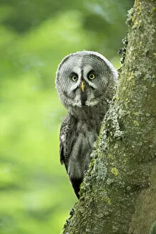Images Dated 11th January 2021: Great Grey Owl (Strix nebulas) (C) UK