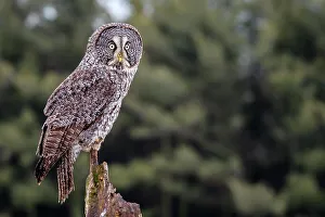 Great Grey Owl, (Strix nebulosa), Ontario, Canada