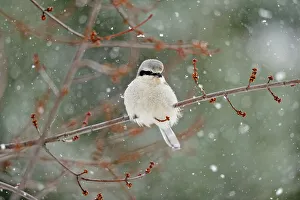 Suburban Prints: Great Grey Shrike, Northern Grey Shrike