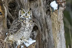 Great Horned Owl (Bubo virginianus) - captive bred, Ontario, Canada