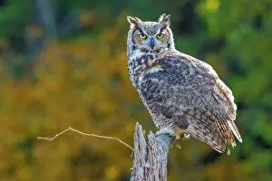 Owls Prints: Great Horned Owl (Bubo virginianus) - captive bred, Ontario, Canada