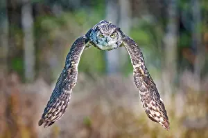 Flight Prints: Great Horned Owl (Bubo virginianus) in flight. Captive Bred. Simcoe, Ontario, Canada