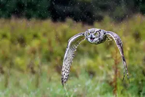 Vittoria Prints: Great Horned Owl (Bubo virginianus) in flight - captive bred, Ontario, Canada