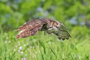 In Flight Prints: Great Horned Owl (Bubo virginianus) in flight - captive bred, Ontario, Canada