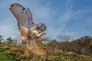 Flight Prints: Great Horned Owl (Bubo virginianus) in flight - captive bred, Ontario, Canada