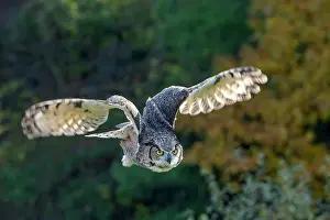 Flight Prints: Great Horned Owl (Bubo virginianus) in flight - captive bred, Ontario, Canada