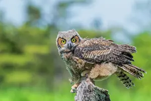 Juvenile Prints: Great Horned Owl (Bubo virginianus) juvenile - captive bred, Ontario, Canada