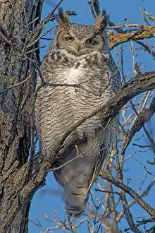 Winnipeg Prints: Great horned owl (Bubo virginianus) perched on a tree branch in the Seine River Forest
