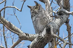 Winnipeg Prints: Great horned owl (Bubo virginianus) in trembling aspen or white poplar tree (Populus tremuloides) Seine River Forest