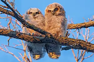 Winnipeg Prints: Great horned owllets (Bubo virginianus) perched in deciduous tree at sunset