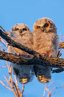 Winnipeg Prints: Great horned owllets (Bubo virginianus) perched in deciduous tree at sunset
