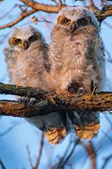 Winnipeg Prints: Great horned owllets (Bubo virginianus) perched in deciduous tree at sunset