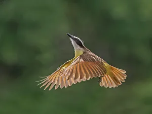 Costa Rican Prints: Great Kiskadee (Pitangus sulphuratus), Boca Tapada, Costa Rica