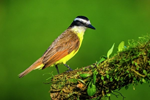 Adaptation Prints: Great kiskadee (Pitangus sulphuratus), Laguna del Lagarto, Alajuela, Costa Rica