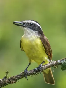Rainforests Prints: Great Kiskadee (Pitangus sulphuratus), Boca Tapada, Alajuela Province, Costa Rica