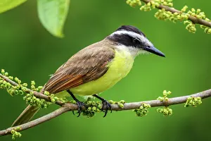 Flycatchers Prints: Great kiskadee (Pitangus sulphuratus)