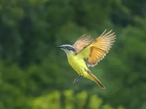 Birds In Flight Prints: Great Kiskadee (Pitangus sulphuratus) in flight, Boca Tapada, Alajuela, Costa Rica