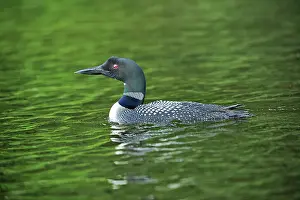 Pure Prints: Great northern or common loon Gavia immer on Cassels Lake Temagami, Ontario, Canada