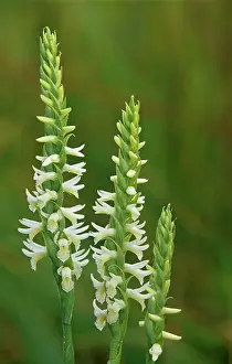 Manitoba Prints: Great Plains Ladies Tresses (Spiranthes magnicamporum) in tall grass prairie (orchid)