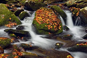 Runoff Prints: Great Smoky Mountains NP, North Carolina, USA