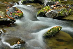Runoff Prints: Great Smoky Mountains NP, Tennessee, USA