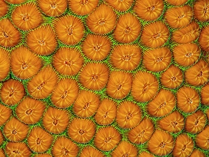 Cayman Prints: Great Star Coral (Montastraea cavernosa)