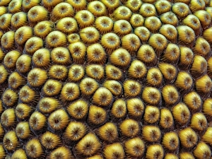 Invertebrate Prints: Great Star Coral (Montastraea cavernosa) polyps