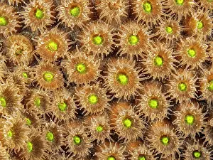 Invertebrate Prints: Great Star Coral (Montastraea cavernosa) with polyps extended while feeding at night