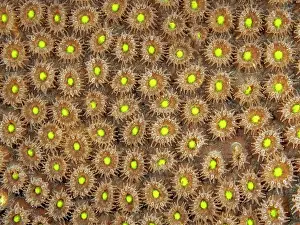 Invertebrate Prints: Great Star Coral (Montastraea cavernosa) with polyps extended while feeding at night