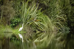 Banks Prints: Great White Heron or Kotuku (Ardea alba) on the banks of Okarito Lagoon on the West Coast of South Island