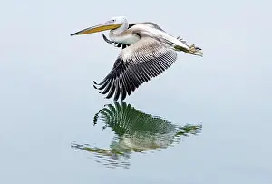 Flight Prints: Great white Pelican in flight over Lake Kerkini, Northern Greece