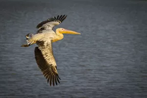 Great white pelican in flight over Wafwa Lagoon, South Luangwa National Park, Zambia