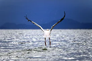Ecosystem Prints: Great White Pelican (Pelecanus onocrotalus), Lake Naivasha, Nakuru County, Kenya