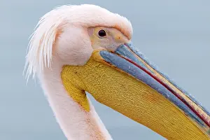 Lake Kerkini Prints: Great white pelican (Pelecanus onocrotalus), Lake Kerkini, Northern Greece