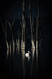 Rift Valley Prints: great white pelican (Pelecanus onocrotalus) in Lake Nakuru National Park, Kenya