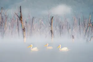 Rift Valley Prints: great white pelican (Pelecanus onocrotalus) in Lake Nakuru National Park, Kenya