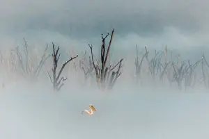 Rift Valley Prints: great white pelican (Pelecanus onocrotalus) in Lake Nakuru National Park, Kenya