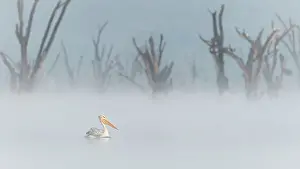 Rift Valley Prints: great white pelican (Pelecanus onocrotalus) in Lake Nakuru National Park, Kenya