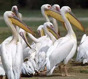 Pelicans Prints: Great White Pelicans (Pelecanus onocrotalus) at Amboseli