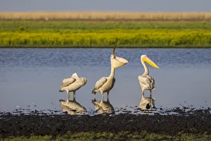 Great white pelicans in waterhole, Liuwa Plain National Park, Zambia