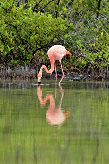 Lagoons Prints: Greater Flamingo (Phoenicopterus roseus)