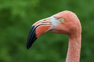 Flamingo Prints: Greater Flamingo (Phoenicopterus roseus) - captive