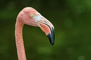 Flamingo Prints: Greater Flamingo (Phoenicopterus roseus) - captive