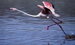 Alkaline Lake Collection: A greater flamingo takes off from the alkaline waters of Lake Bogoria