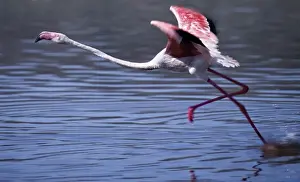 African Animal Prints: A greater flamingo takes off from the alkaline waters of Lake Bogoria